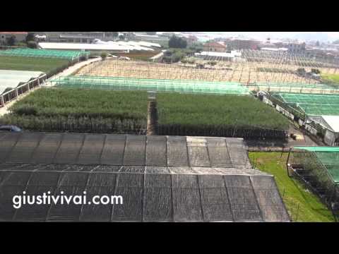 Giusti Vivai produzione piante in vaso