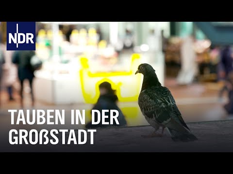 Hamburg und die Tauben: Vertreiben oder füttern? | Die Nordreportage | NDR Doku