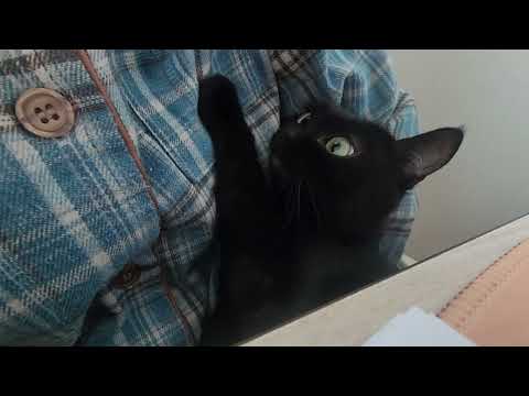 칭얼거리는 흐느적 냥이