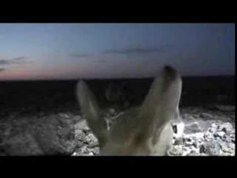 Re: Long-Eared Jerboa