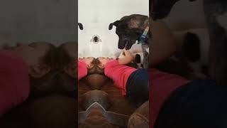 Video preview image #1 Catahoula Leopard Dog Puppy For Sale in The Woodlands, TX, USA