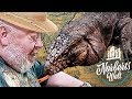 RIESENECHSE TEJU Bzw TEGU Echse Oder Nicht NORBERTS WELT Zoo Zajac