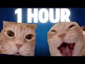 Cat Laughing Meme 1 Hour