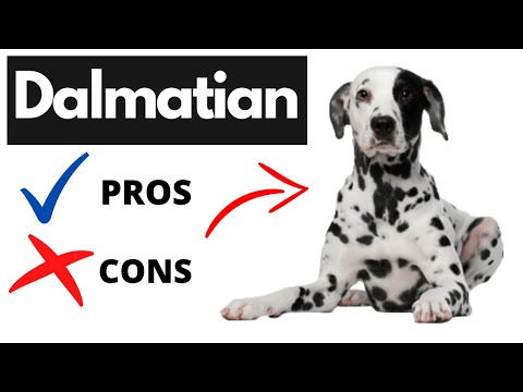 Dalmatian Pros And Cons | Should You REALLY Get A DALMATIAN?