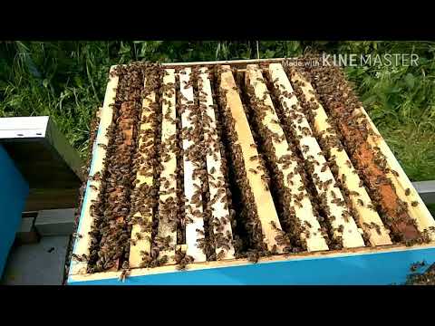 Pčelarstvo - Razrojavanje košnice, pravljenje roja