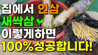 화분,스티로폼으로 새싹삼 아주 쉽게 키우는방법 정말 쉽습니다 새싹삼재배 인삼재배 금산인삼 풍기인삼 강화인삼 …