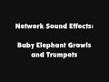 Network SFX Baby Elephant Growls And Trumpets