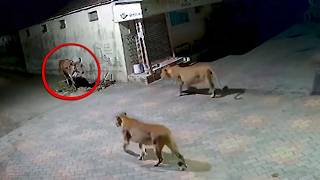76 of the Most Powerful Animal Moments Ever Caught on Camera