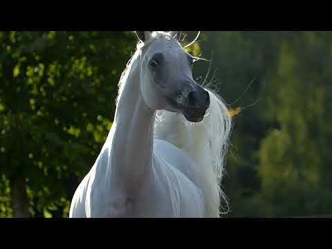 ⭐ AAHIRA ⭐ (Baahir El Marwan x Al Justyra) - STC AUCTION 2022