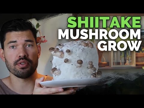 How to Grow Shiitake Mushrooms (Recipe Included!)