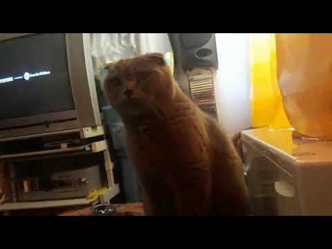 harry Bär ärgert hans