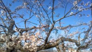 Tim Buckley☆ Wings
