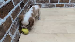 キャバリアの動画01