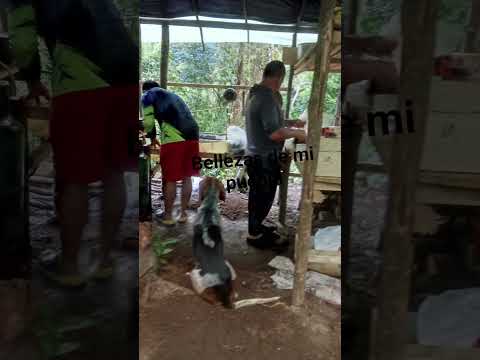 san Francisco Antioquia