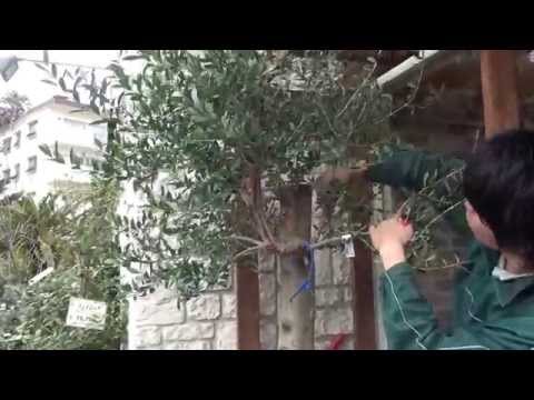 オリーブの木を剪定するときに避けるべき間違いは何ですか?期間は何ですか?またそれは何に依存しますか?  庭園