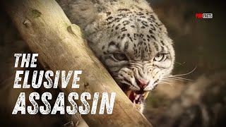 Download lagu Snow Leopards of the Himalayas mp3