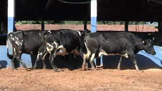 Vídeo 190 - 1ª ETAPA MEGA LIQUIDAÇÃO TOTAL AGROPECUÁRIA MARAJOARA - DIA 4 | GADO GIROLANDO E HOLANDÊS