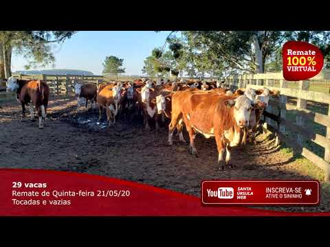 Remate dia 21 de Maio de 2020, Lote de Vacas, Tocadas e Vazias