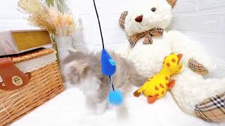 サイベリアンの動画01