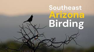 The Perfect Last Day Birding Southeast Arizona
