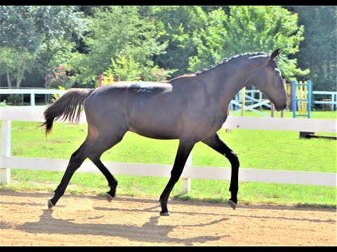 "Don Romanov MR" 2019 Black Oldenburg Colt Imported from Germany.