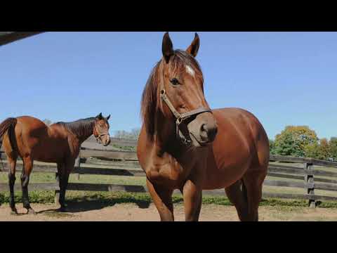 Old Friends Virtual Tour - New Friends, New Faces