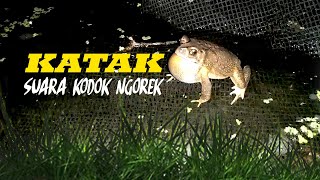 Download lagu Suara pancingan Kodok Katak Nyaring Bersih di alam liar mp3