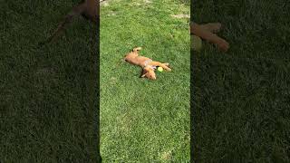 The baby dog 🐕