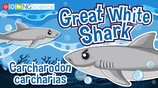 Great White Shark (Carcharodon carcharias)