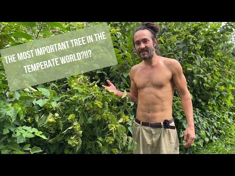 Hazelnut: A shrub that could change the way we live!