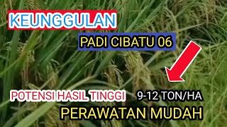 Download lagu Keunggulan Padi Cibatu 06 || padi asal Indramayu Jawa Barat mp3 Download lagu Keunggulan Padi Cibatu 06 || padi asal Indramayu Jawa Barat mp3
