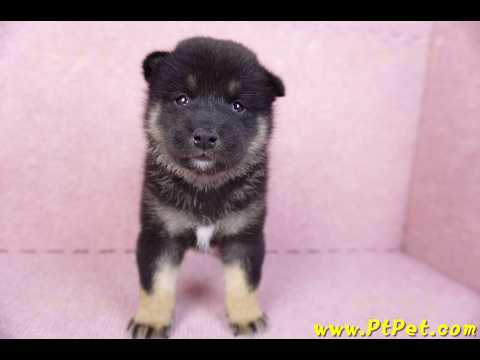 10/15黑色柴犬公幼犬2號(屏東九如)