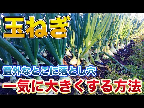 玉ねぎの隣に植える花はどれですか?タマネギのウジ虫を防ぐ植物を発見する  庭園