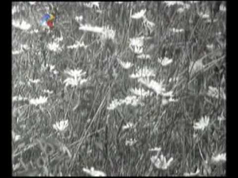 Ion Luican - M-a facut mama oltean