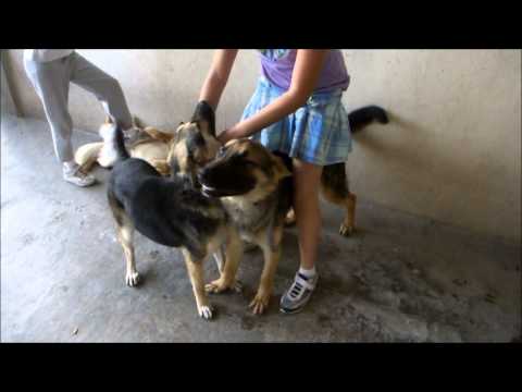 MARIFER Y CARLIS EN VF CON LOS PERROS