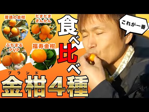 果物の種からキンカンを育てる方法は?  庭園