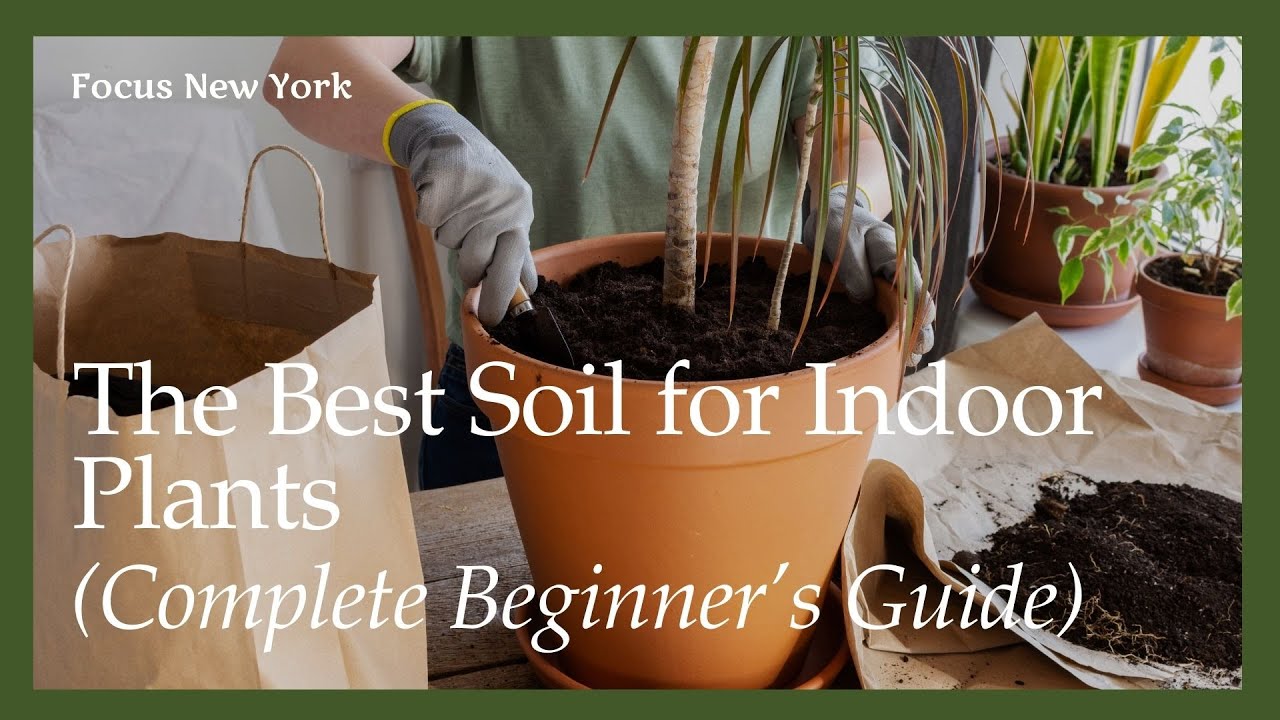 The Best Soil for Indoor Plants (Complete Beginner’s Guide)