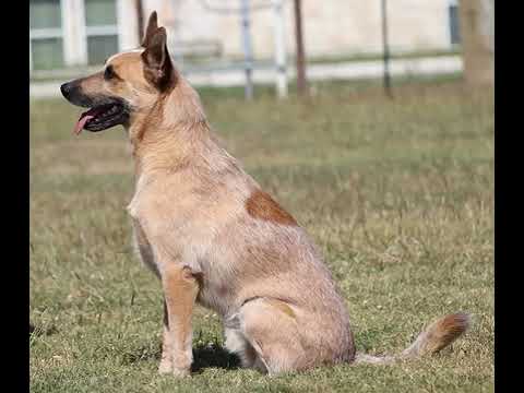 Jack, an adoptable Cattle Dog in Temple, TX_image-1