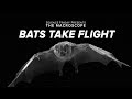 Bats Take Flight