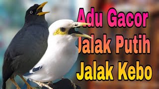 Download lagu Burung Jalak Putih Gacor Full Isian Saling Sahut Burung Jalak Kebo Mata Kuning Gacor Manggut Manggut mp3