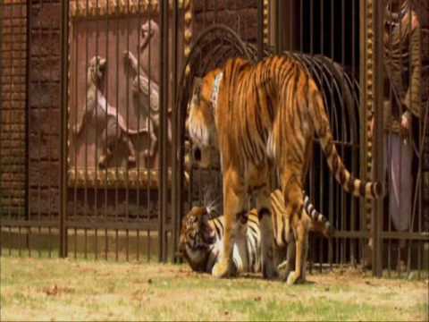 DOS HERMANOS (TWO BROTHERS) - EL REENCUENTRO