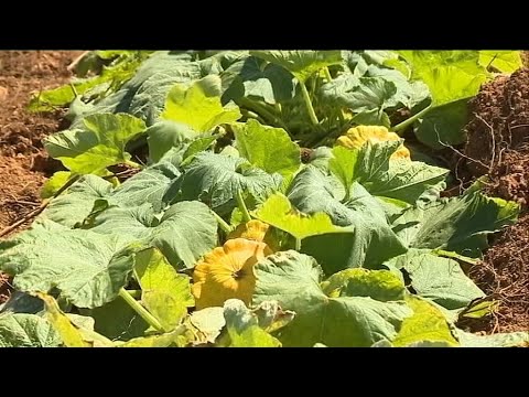 Nou Later Nou Lamer Nou Rises - Pâtisson