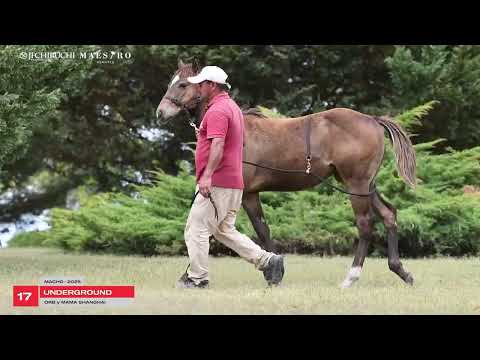 LOTE 17 -  UNDERGROUND