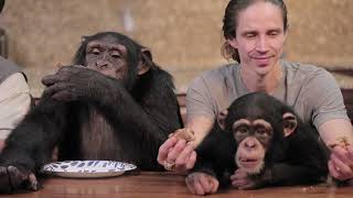 The NEW Chimp Dinner LIVE! 05 13