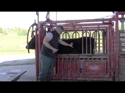 BQA - Cow Health Examination
