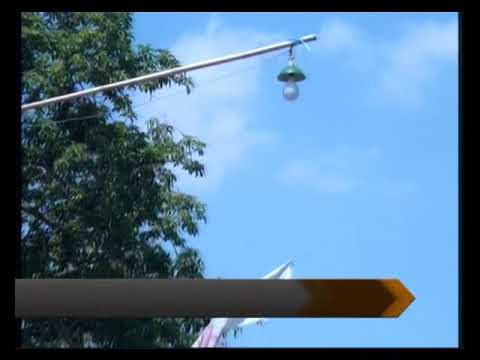 Podang kuning shaka trend musik