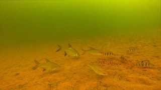 Ловля плотвы из подо льдами