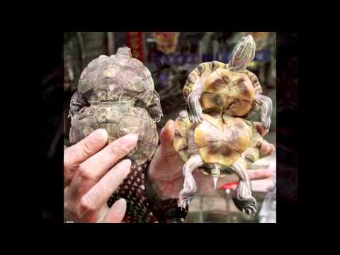 Pasi - Kakav prekrasan svijet (fan made video)