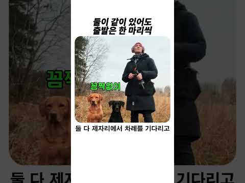 둘이 같이 있어도 출발은 명령에 따라 #훈련 #놀이 #반려동물 #강아지