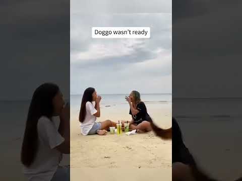 #dogs #foryou #funnypets